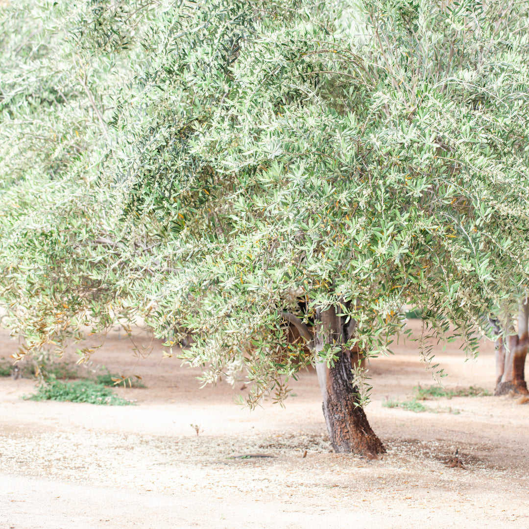 How long can an olive tree live?